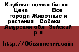 Клубные щенки бигля › Цена ­ 30 000 - Все города Животные и растения » Собаки   . Амурская обл.,Зейский р-н